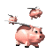 site by pigwings.com
