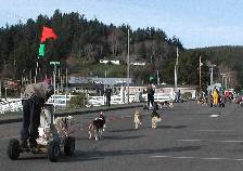 Dune Mushers in Winchester Bay, Oregon