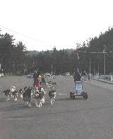 Dune Mushers in Winchester Bay, Oregon